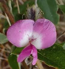 Podalyria rose